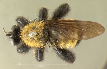 Media type: image;   Entomology 12839 Aspect: habitus dorsal view
